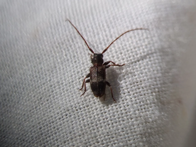 Exocentrus lusitanus - hársfa-rőzsecincér