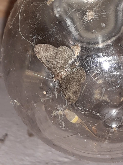Pasiphila chloerata - hamvas törpearaszoló