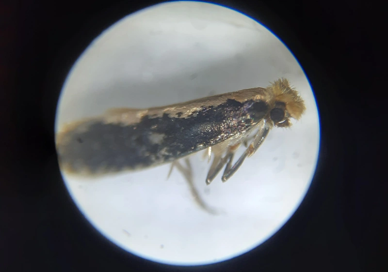 Monopis obviella - közönséges ablakosmoly