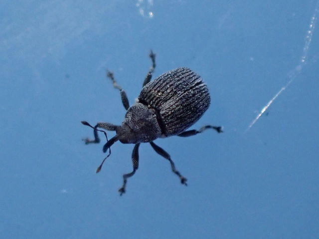 Ceutorhynchus typhae - pásztortáska-ceutormányos