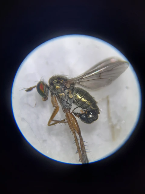 Dolichopodidae - szúnyoglábú legyek