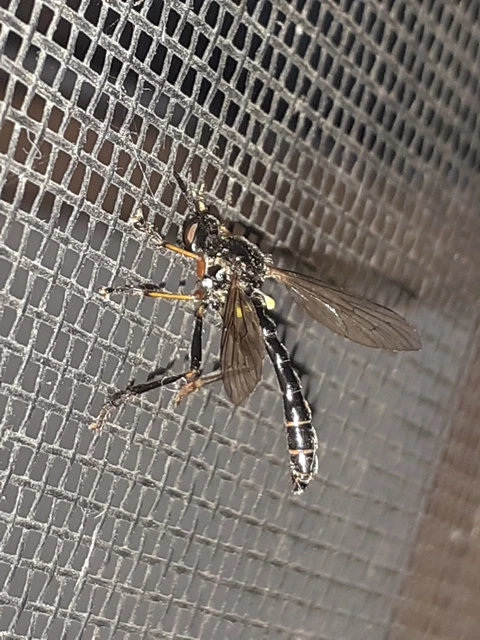 Dioctria