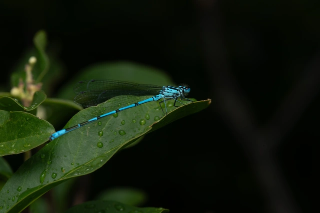 Coenagrion puella - azúrkék légivadász