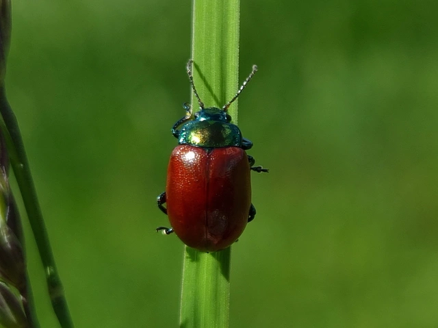 Chrysolina polita - réti mentalevelész