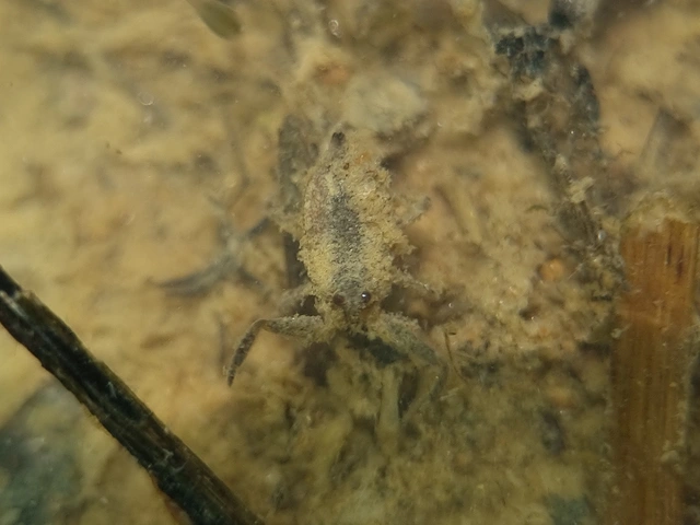 Nepa cinerea - víziskorpió