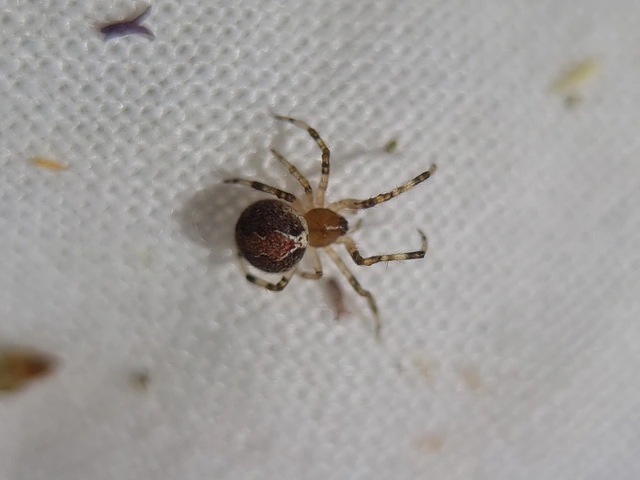 Theridion