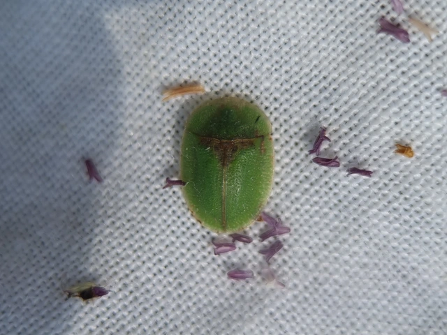 Cassida Cassida
