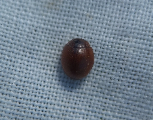Cynegetis impunctata - pázsitfűböde
