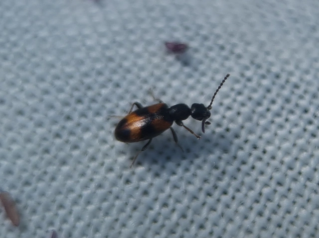 Anthicus antherinus - közönséges fürgebogár