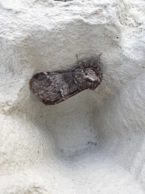 Drymonia dodonea - bélyeges púposszövő