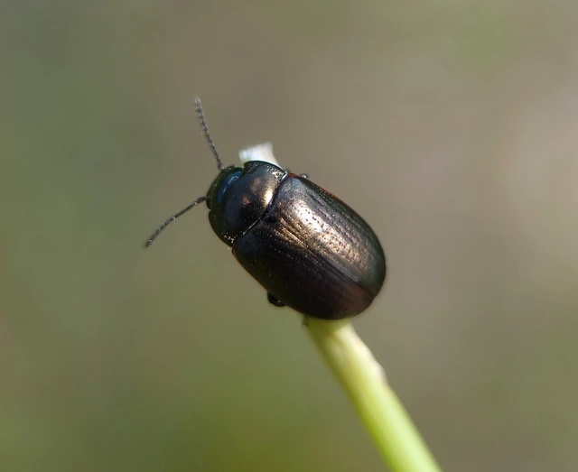 Chrysolina marginata - nyúlánk szegélyeslevelész