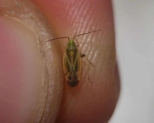 Amblytylus