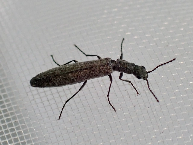 Dolichosoma lineare - ösztövér karimásbogár
