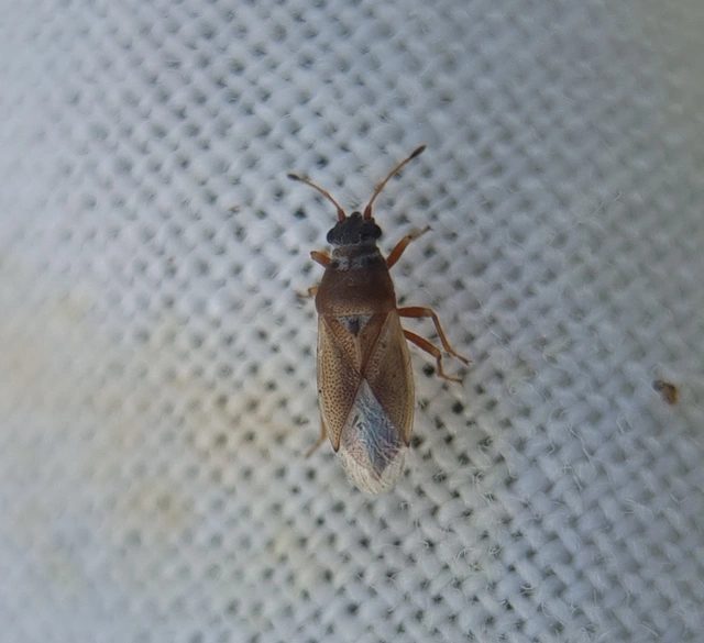 Cymus Cymus