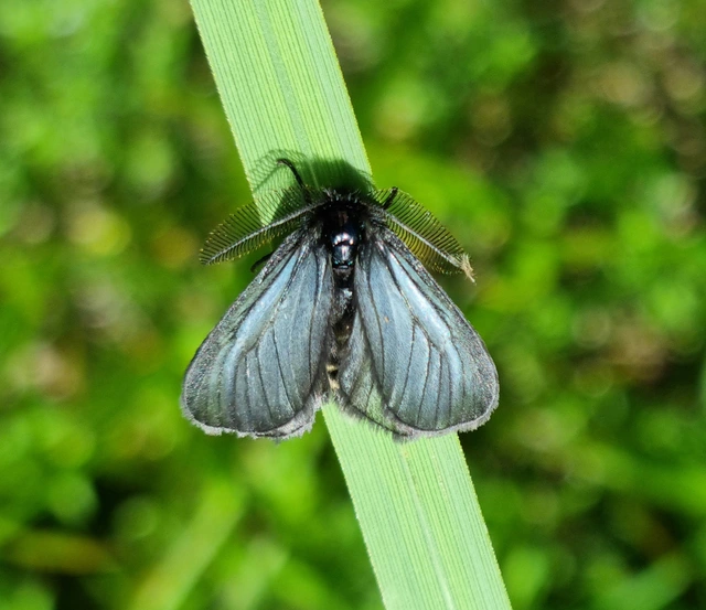 Pentophera morio - réti gyapjaslepke