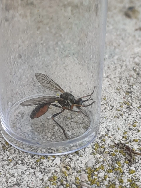 Dioctria