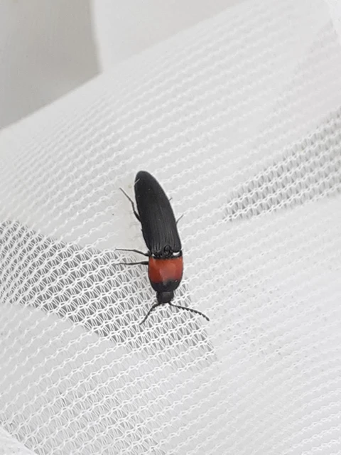 Ampedus sinuatus - felemásnyakú pattanó