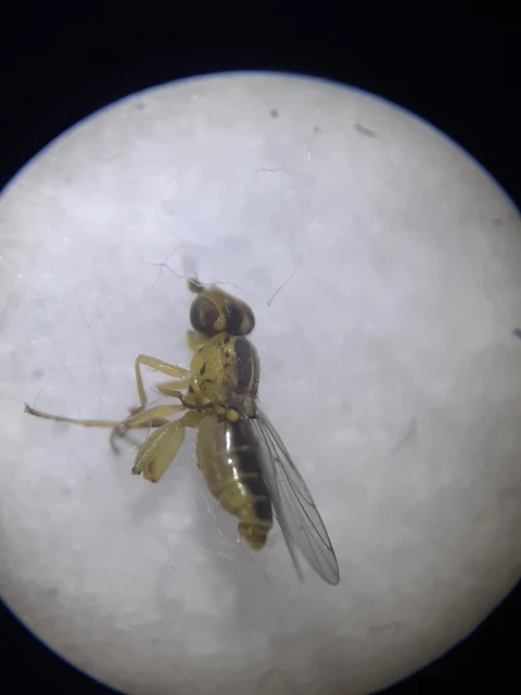 Chloropidae - gabonalegyek