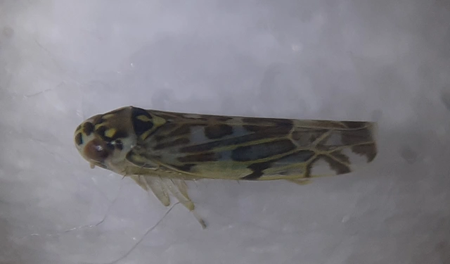 Eupteryx