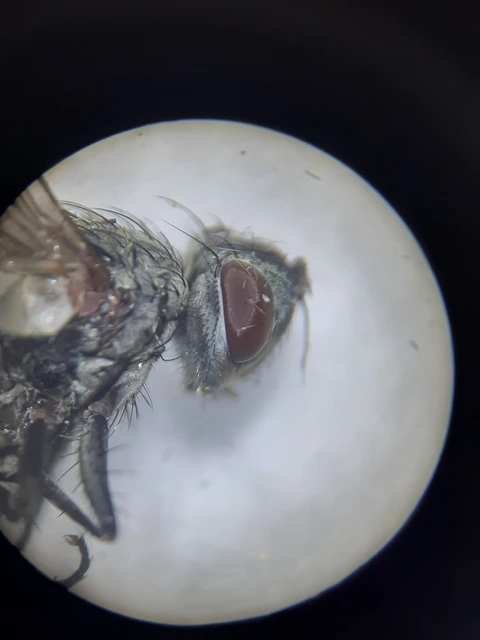 Tachinidae - fürkészlegyek
