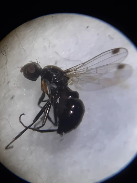 Sepsidae - billegetőlégyfélék
