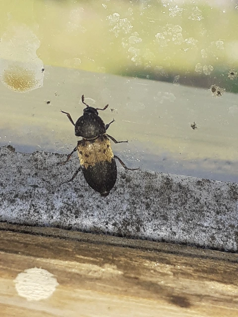 Dermestes lardarius - szalonnaporva Dermestes lardarius - szalonnaporva