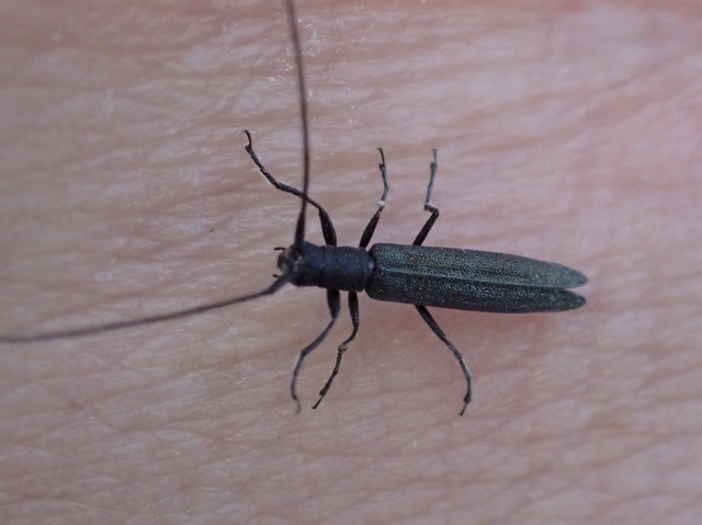Theophilea subcylindricollis - hengeres szalmacincér Theophilea subcylindricollis - hengeres szalmacincér
