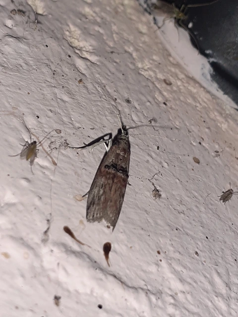 Nephopterix angustella - kecskerágó-karcsúmoly