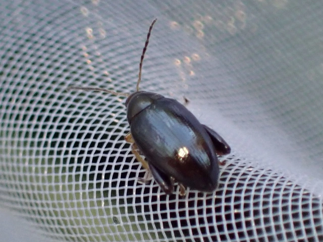 Psylliodes chrysocephala - repce-földibolha