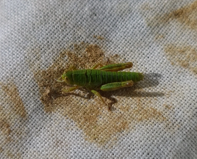 Odontopodisma