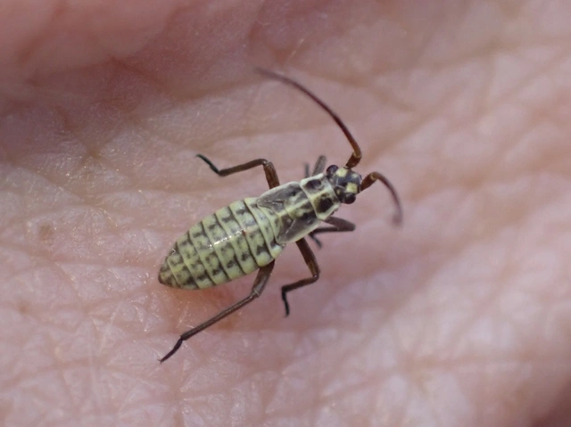 Leptopterna