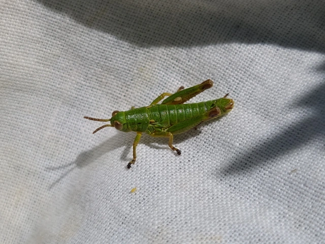 Odontopodisma