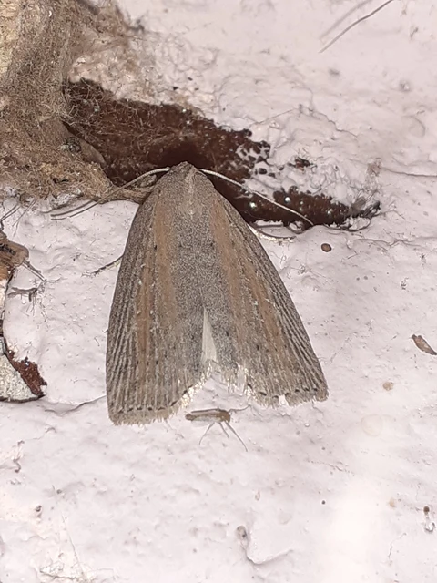 Chilodes maritima - négyfoltos nádibagoly