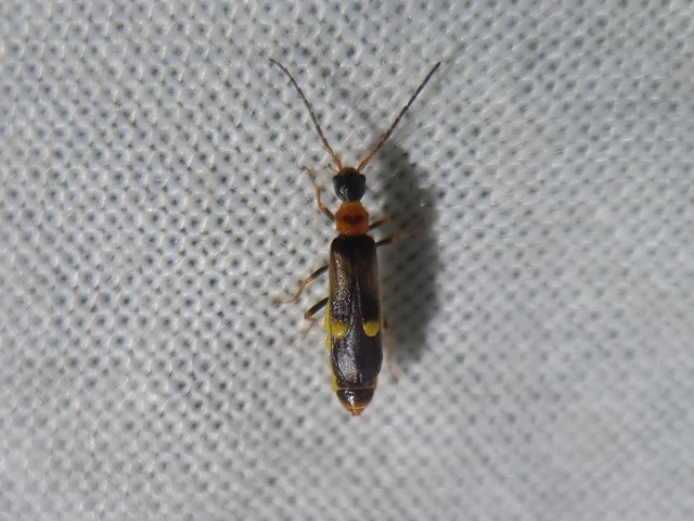 Malthinus