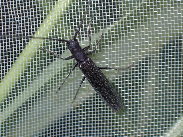 Theophilea subcylindricollis - hengeres szalmacincér Theophilea subcylindricollis - hengeres szalmacincér