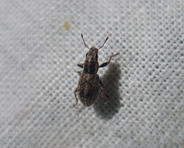 Sitona lateralis - iglice-csipkézőbogár