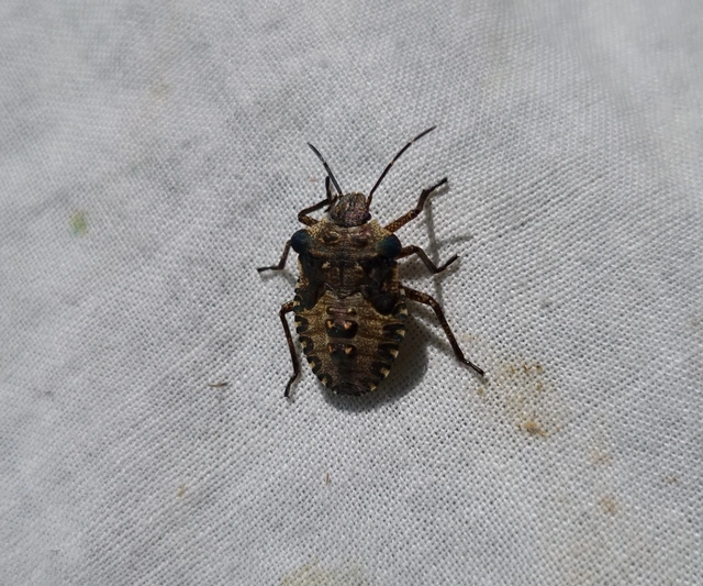Pentatoma rufipes - vöröslábú címerespoloska Pentatoma rufipes - vöröslábú címerespoloska