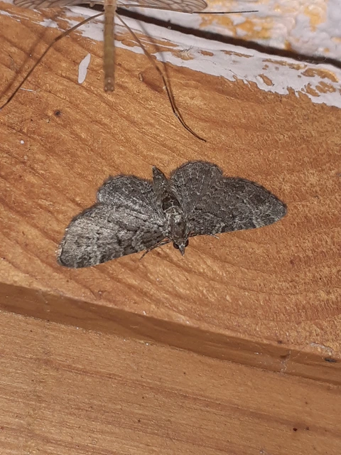 Pasiphila chloerata - hamvas törpearaszoló