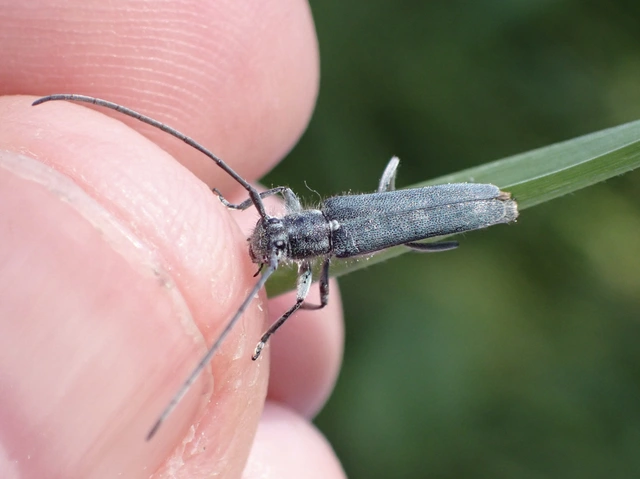 Phytoecia coerulescens - kígyósziszcincér