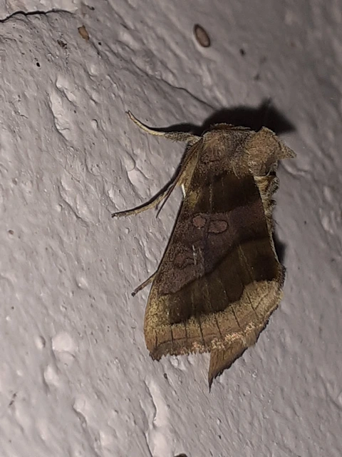 Diachrysia chrysitis - aranybagoly