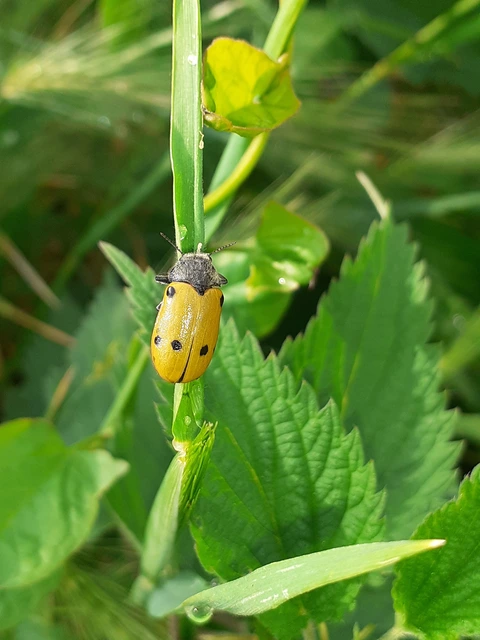 Lachnaia sexpunctata - szőrösnyakú zsákhordóbogár