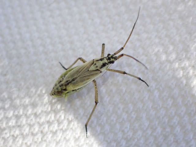 Leptopterna dolabrata - közönséges mezeipoloska