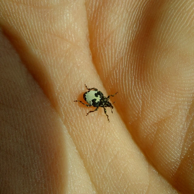 Mogulones dimidiatus - apácavirág-tarkaormányos