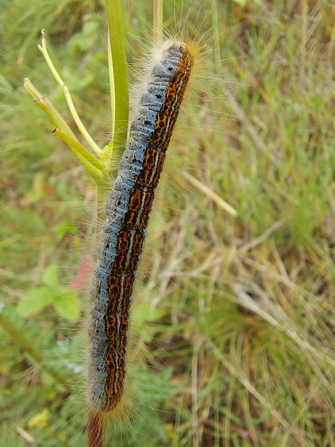 Malacosoma castrensis - kutyatejszövő