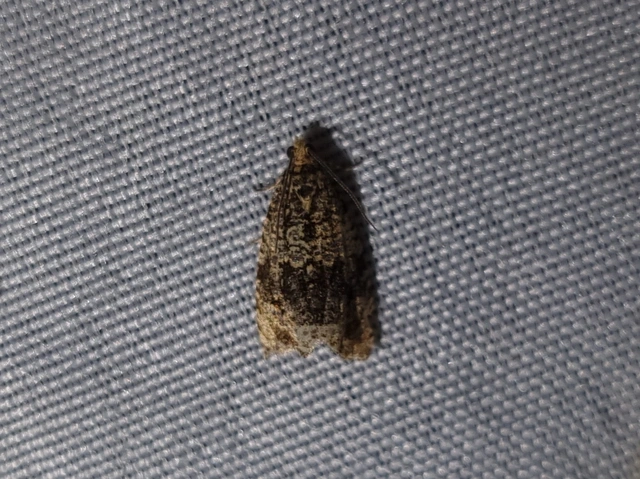 Celypha lacunana - vízparti tükrösmoly