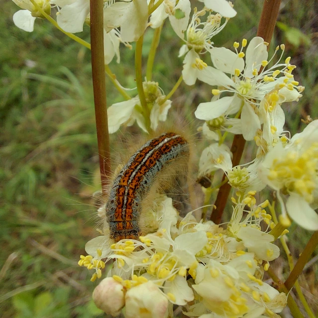 Malacosoma castrensis - kutyatejszövő