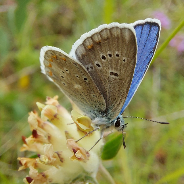 Polyommatus dorylas - fénylő boglárka