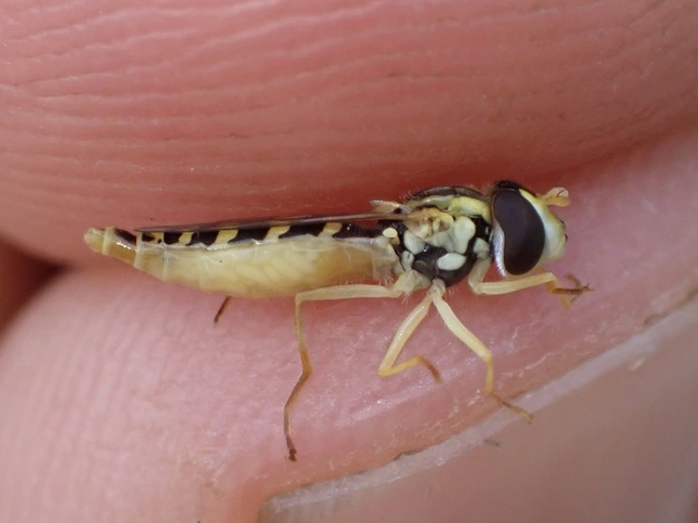 Sphaerophoria