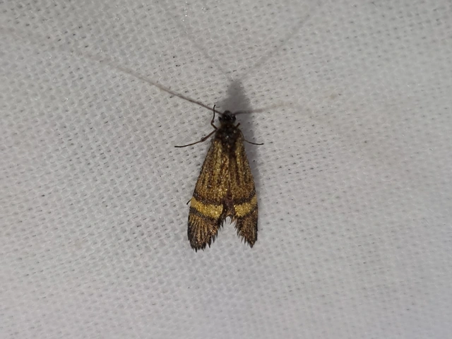 Nemophora degeerella - pompás tőrösmoly