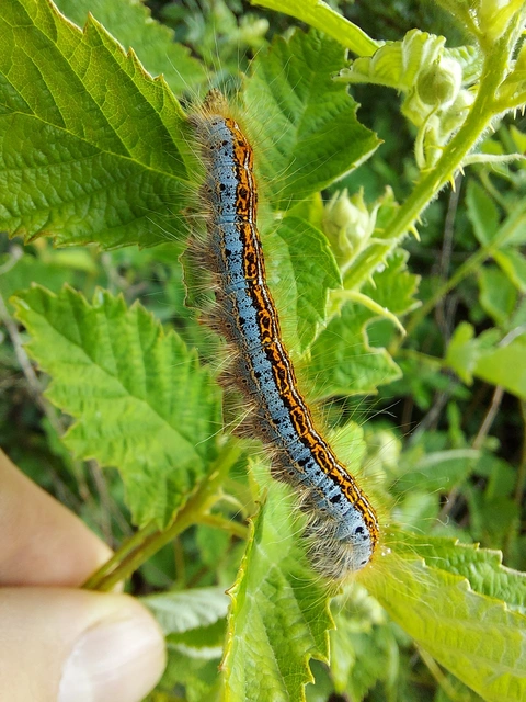 Malacosoma castrensis - kutyatejszövő